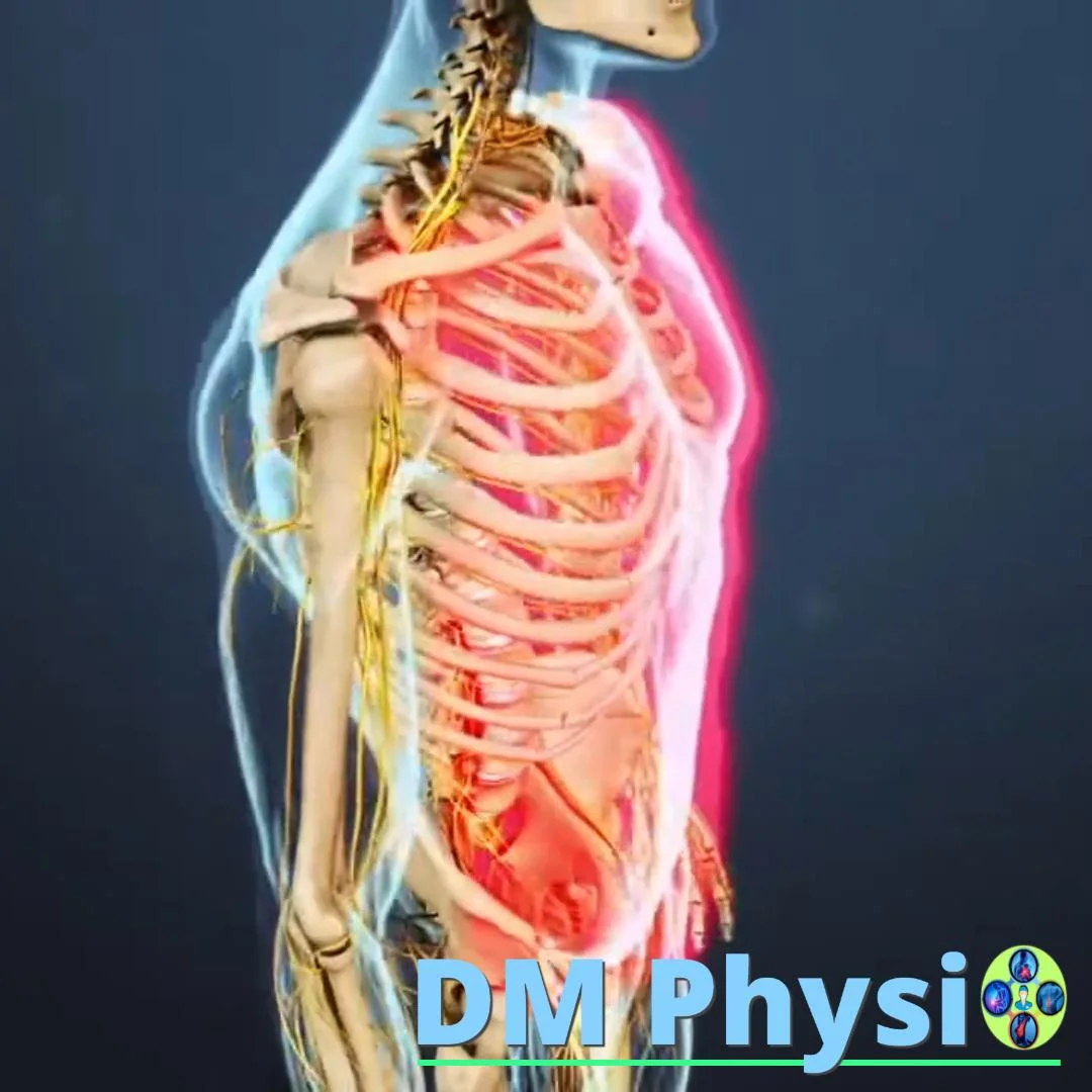 Анатомия на нервите в гръдна и коремна област